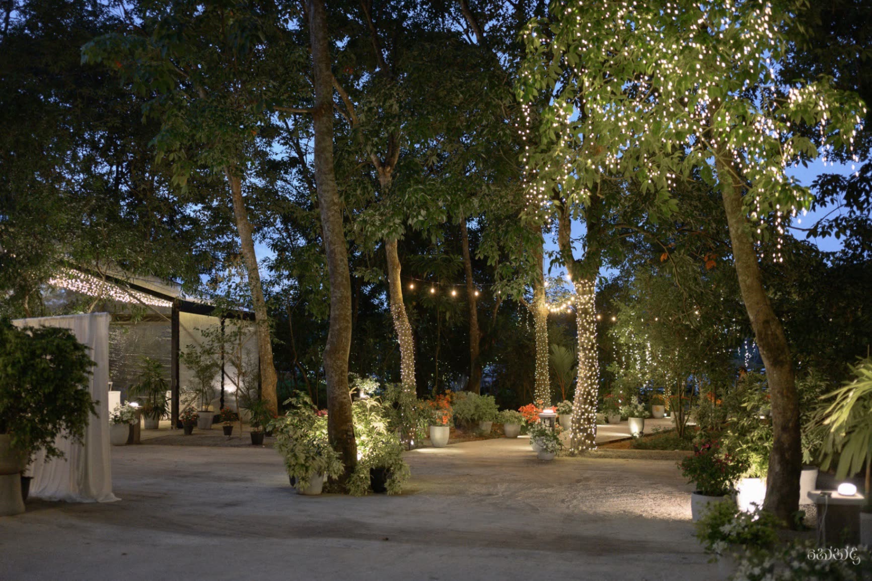 The ceremony lawn in late afternoon light beneath the forest canopy